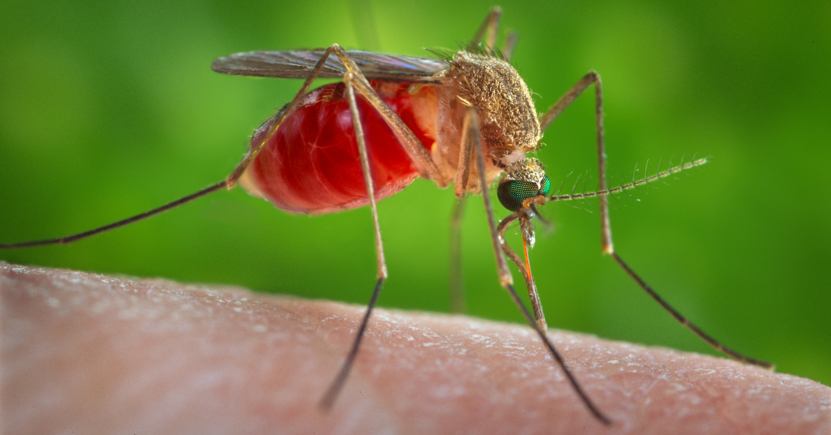Broward Battles Invasion of ‘Very Aggressive’ Everglades Mosquitoes